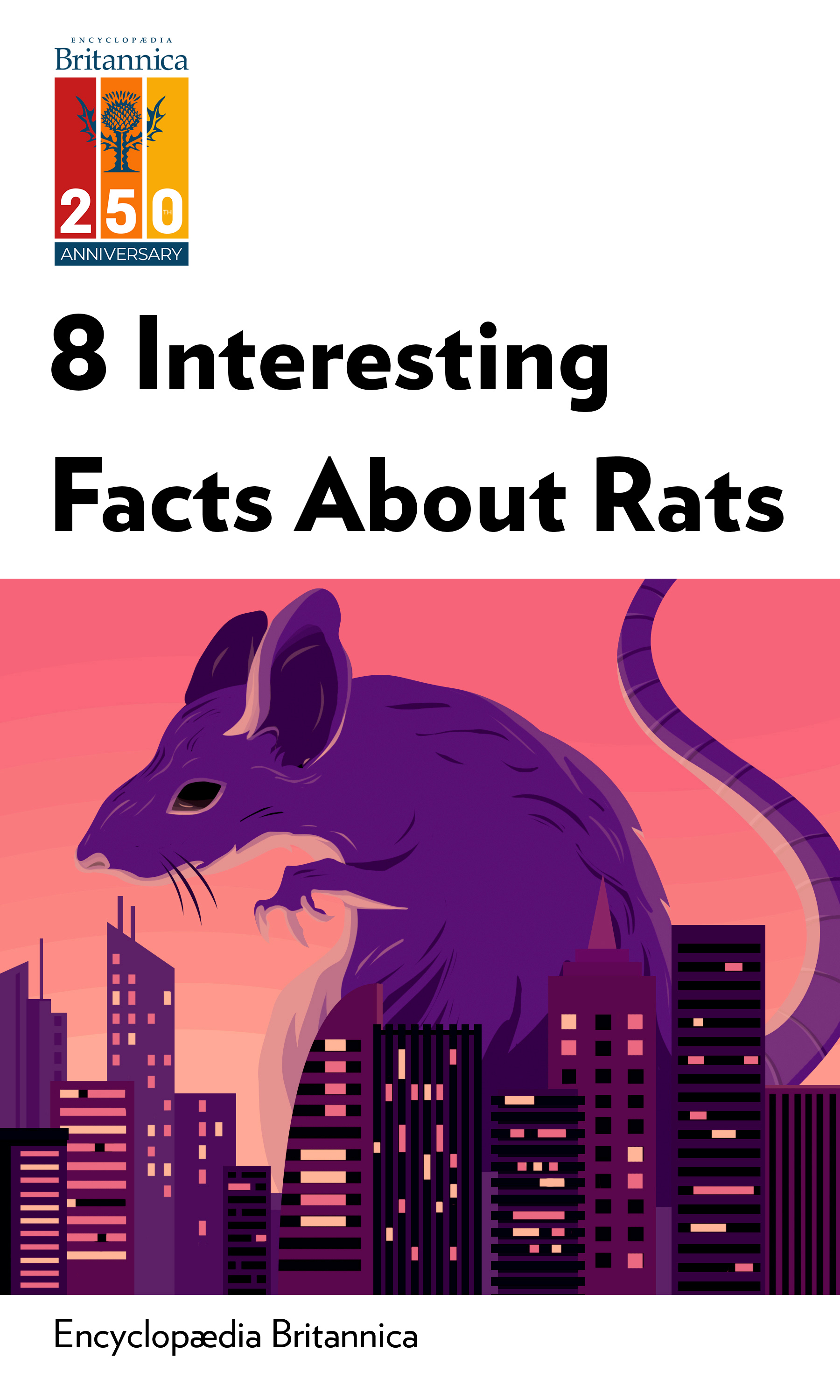 8 Interesting Facts About Rats by Amy Tikkanen Insights Instaread